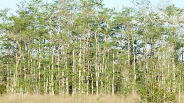 Visiting Everglades, Wetland in Florida, United States смотреть онлайн