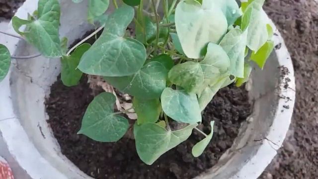 How to repot  transplant morning glory vine ?
in english
