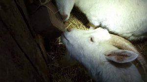 Козы - ЛИЖУТ СОЛЬ ( ЛИЗУН )