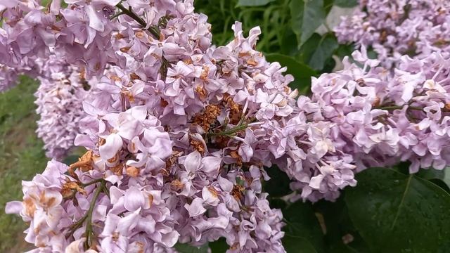 Майский дождь. смотреть онлайн