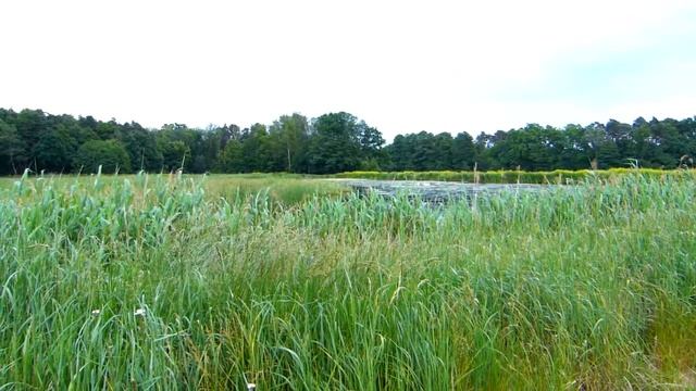 Kumak nizinny, stawy Zagłówek смотреть онлайн