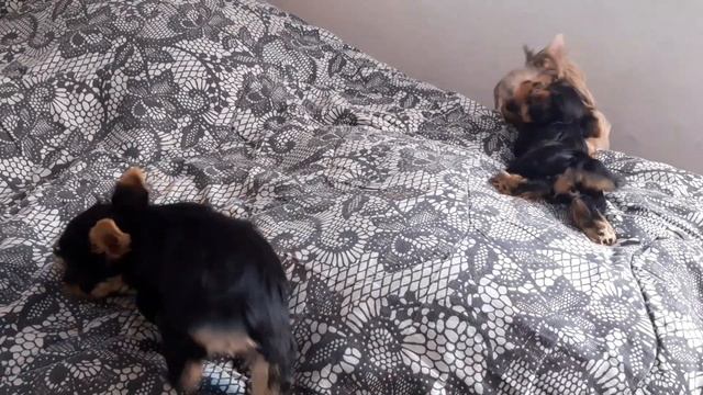 🐩🐩🐩 любимые❤💋