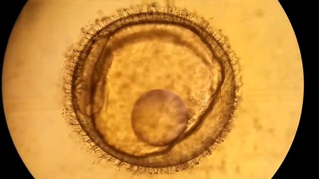 Embrione di killifish in formazione смотреть онлайн