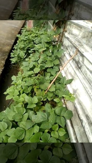 monggo смотреть онлайн