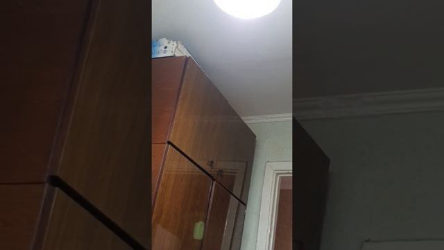 Попугай жако (Кирюша) - Вечерний разговор смотреть онлайн