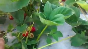 Как выращивать клубнику под агроволокном