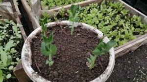 Горох "ТЕЛЕФОН"  всходы и немного о сорте!
