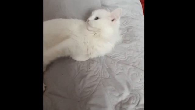 первая озвучка #мята #фурия #смешныекоты #анукадавайка #взаимнаяподписка #смешныекоты #кошки