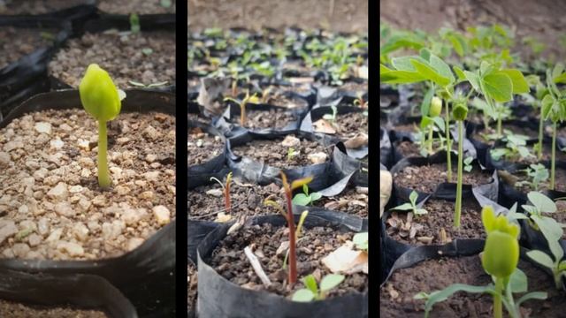 Driving tropical reforestation #NatureNow - Taking Root's 2019 impact смотреть онлайн
