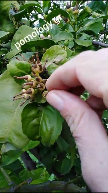 Ζημιές από παγετό σε εσπεριδοειδή - Παγοπληξία σε φύλλα, βλαστούς και καρπούς λεμονιάς #shorts смотреть онлайн