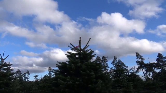 27067 Пихта Нордмана срезанная смотреть онлайн