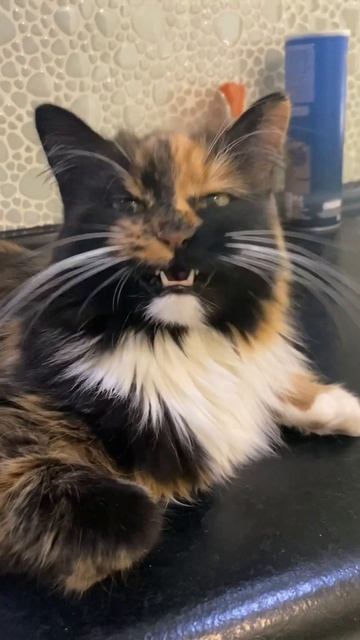 Срочно!Нужен переводчик с кошачьего!😀Бусинка#кошкин_дом #коты