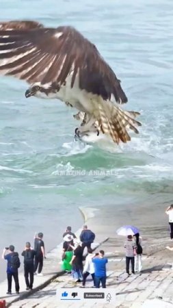 Osprey one of the best anglers