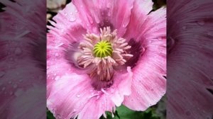 Розовый мак