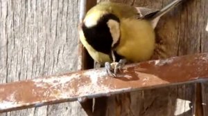 Синица разделывает семечку