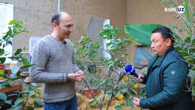 Papaya, kivi, banan va boshqalar — buloqboshilik shifokorning issiqxonasi смотреть онлайн