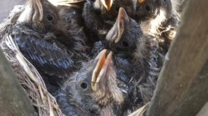 Птенцы дрозда в гнезде