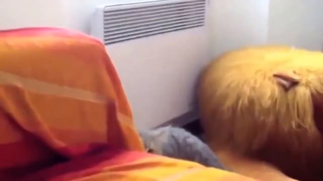 Смешные котята Видео про кошек от канала Пушистики смотреть онлайн