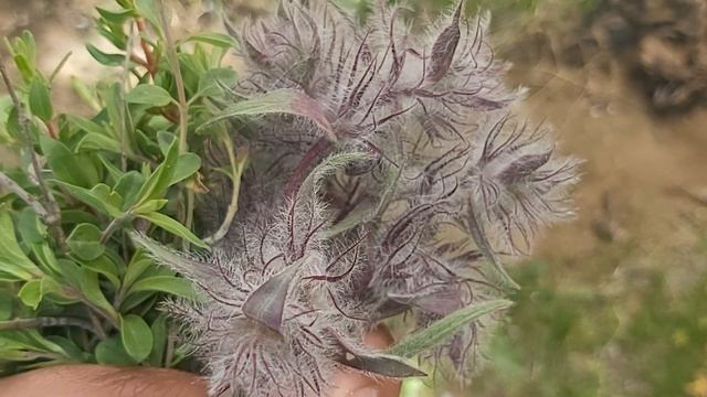 Stachys lavandulifolia and Ziziphora tea, Alamut,Iran2023 چای کوهی و کاکوتی اردیبهشت ۱۴۰۲ смотреть онлайн