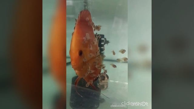 Red melon ( красная дыня ) смотреть онлайн