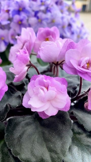 Ness’ Satin Rose .Магазин Фиалки в Одессе. #кімнатніквіти смотреть онлайн