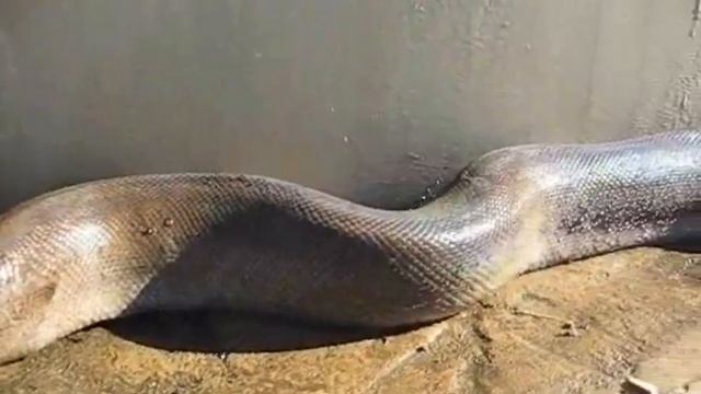 cel mai mare sarpe din tara 3D BIG Snake смотреть онлайн