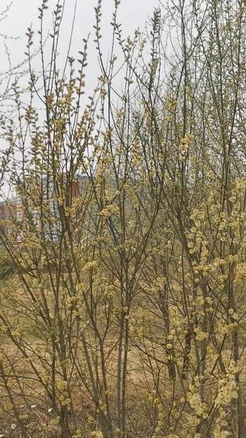 #Верба цветет💮🌿 смотреть онлайн