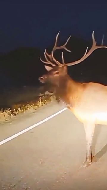 Deer singing 😂😂 | #shorts #comedy смотреть онлайн