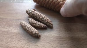 Собираю семена елок