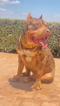 The biggest dog in the world the LeopardBULLY #ytubeshorts #fyp #viral #trending