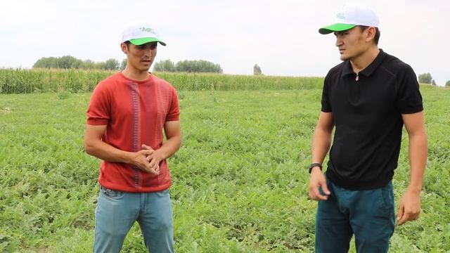 GRIZMANN F1 (ex-Grizzly F1) Agrobestdan yangi tarvuz gibridimizning sinovidan videolavha смотреть онлайн