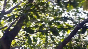 ПРопали осы