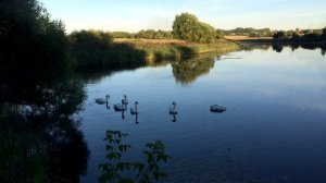 Лебеди. Большое Щапово