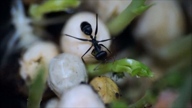 Gigantiops destructor naschen an den Erbsenläusen смотреть онлайн