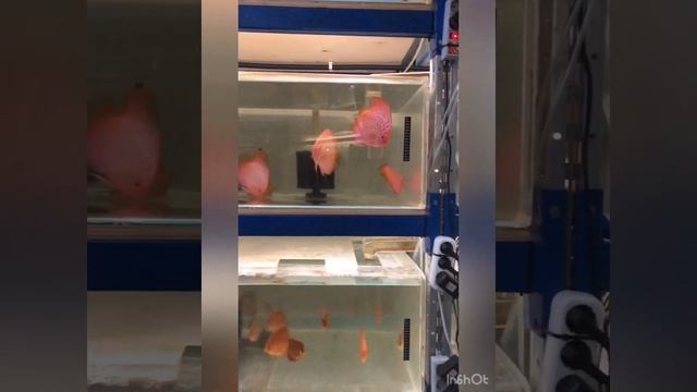 kristall-discus Почему перевернуло дискуса? смотреть онлайн