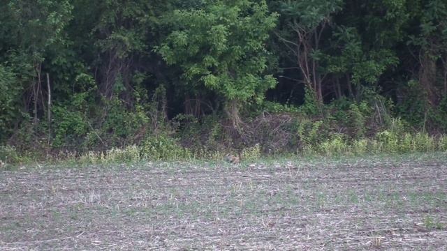 2023 Springtime coyote calling - Ending the 7-week dryspell