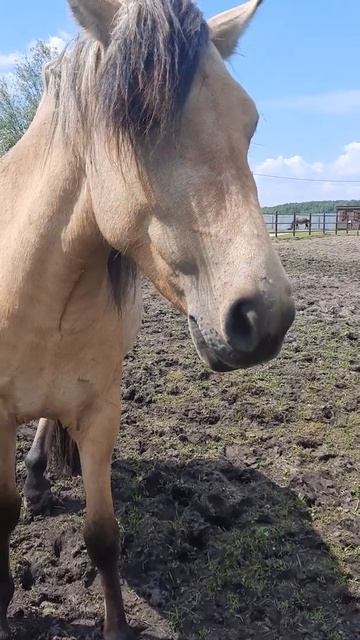 лошади #животные #зоопарк #ферма #лошади смотреть онлайн