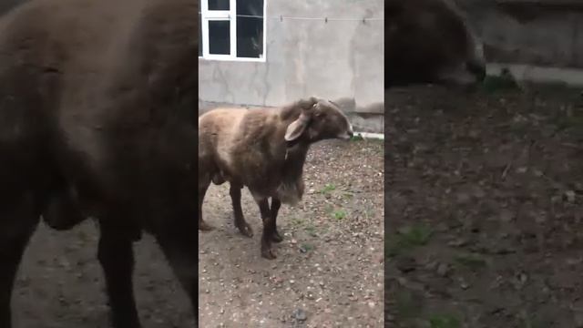 Бурый смотреть онлайн