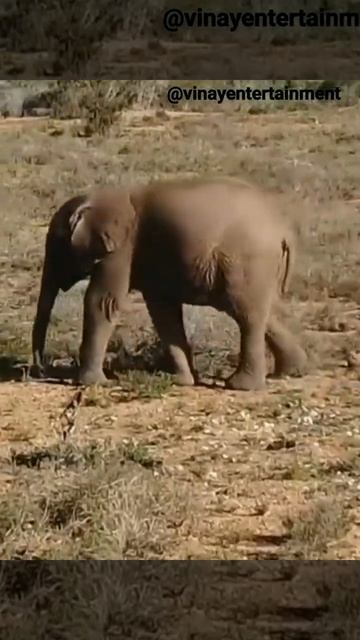 Elephants | Baby Elephant | Animal @protectelephants смотреть онлайн