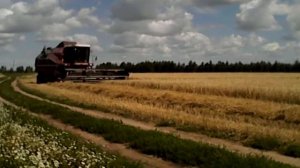 Уборка пшеницы в селе юськасы комбайном полесье кзс-7