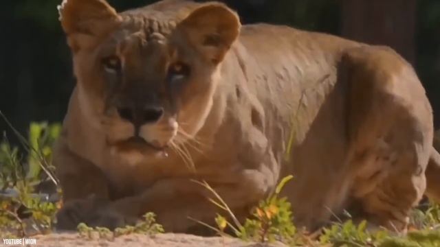 Here’s Why Animals Are No Longer Afraid of Lions! смотреть онлайн