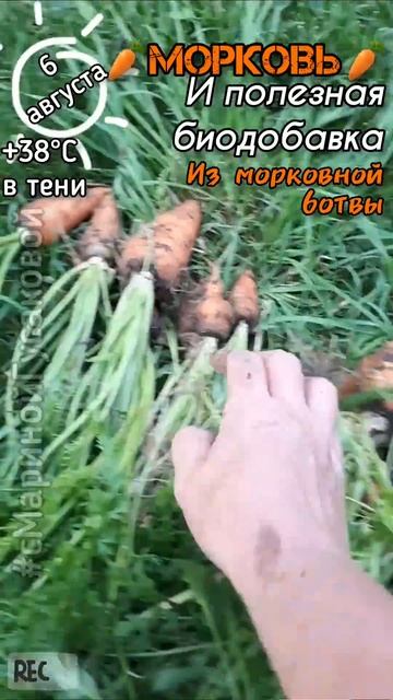 НЕ ВЫБРАСЫВАЙ МОРКОВНУЮ БОТВУ. ВИТАМИННАЯ ДОБАВКА ИЗ МОРКОВНОЙ БОТВЫ, где очень много полезностей