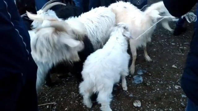 Молбозори Ш Конибодом 2021 Ниезбек смотреть онлайн