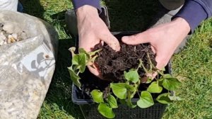 Посадка растений для пруда #рыбки #пруд #кой