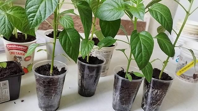 Что делать с бутонами на рассаде перца- надо ли удалять? Особенности выращивания рассады перца. смотреть онлайн