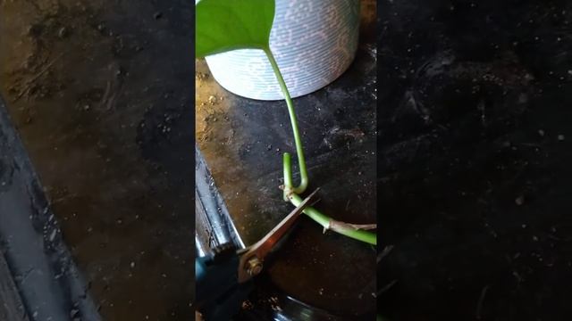 How to propagate your pothos swedish ivy or silvery Ann plant