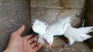 #БОЙНЫЕ ГОЛУБИ. Обзор моих щекатых и красноголовых бакинских бойных голубят 26.05.2020г.