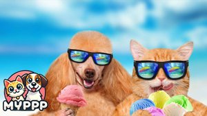 Приколы с котами и собаками2025 – смех до слёз! 🤣