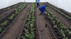 Висадка розсади томата в теплицю (Мануса, Ямамото, Толстой)