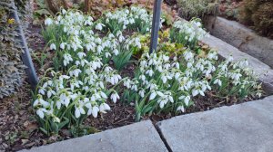 Фотоохота на дрозда и подснежники в саду 08.03.2025 г. Пятигорск #работывсаду#южныйсад